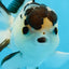 AAA Grade Panda Button Eyes Oranda Male 4.5 inches #0913OR_07