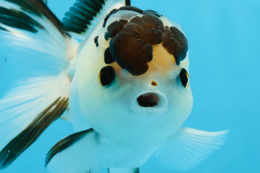 Panda macho de 4,5 pulgadas con ojos de botón de grado AAA, oranda, n.º 0913OR_07