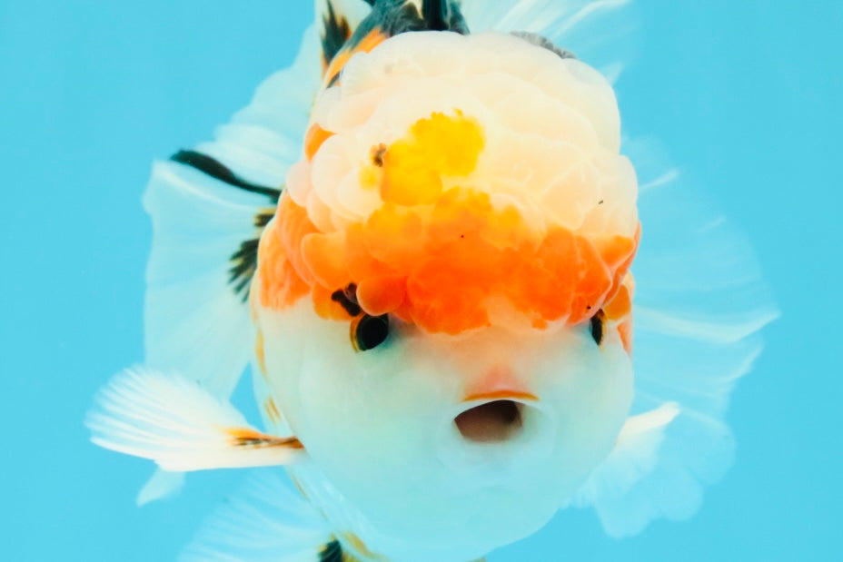 AAA Grade Tricolor Oranda Male 5.5 inches #030626OR_22