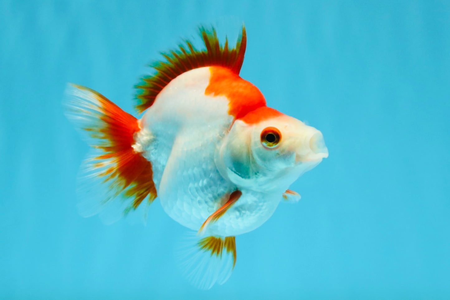 AAA Grade Red White Ryukin Female 4-4.5 inches #032726RK_25