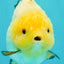 SUPER CUTE AAA Grade White Yuanbao Male 5 inches #061926YB_36
