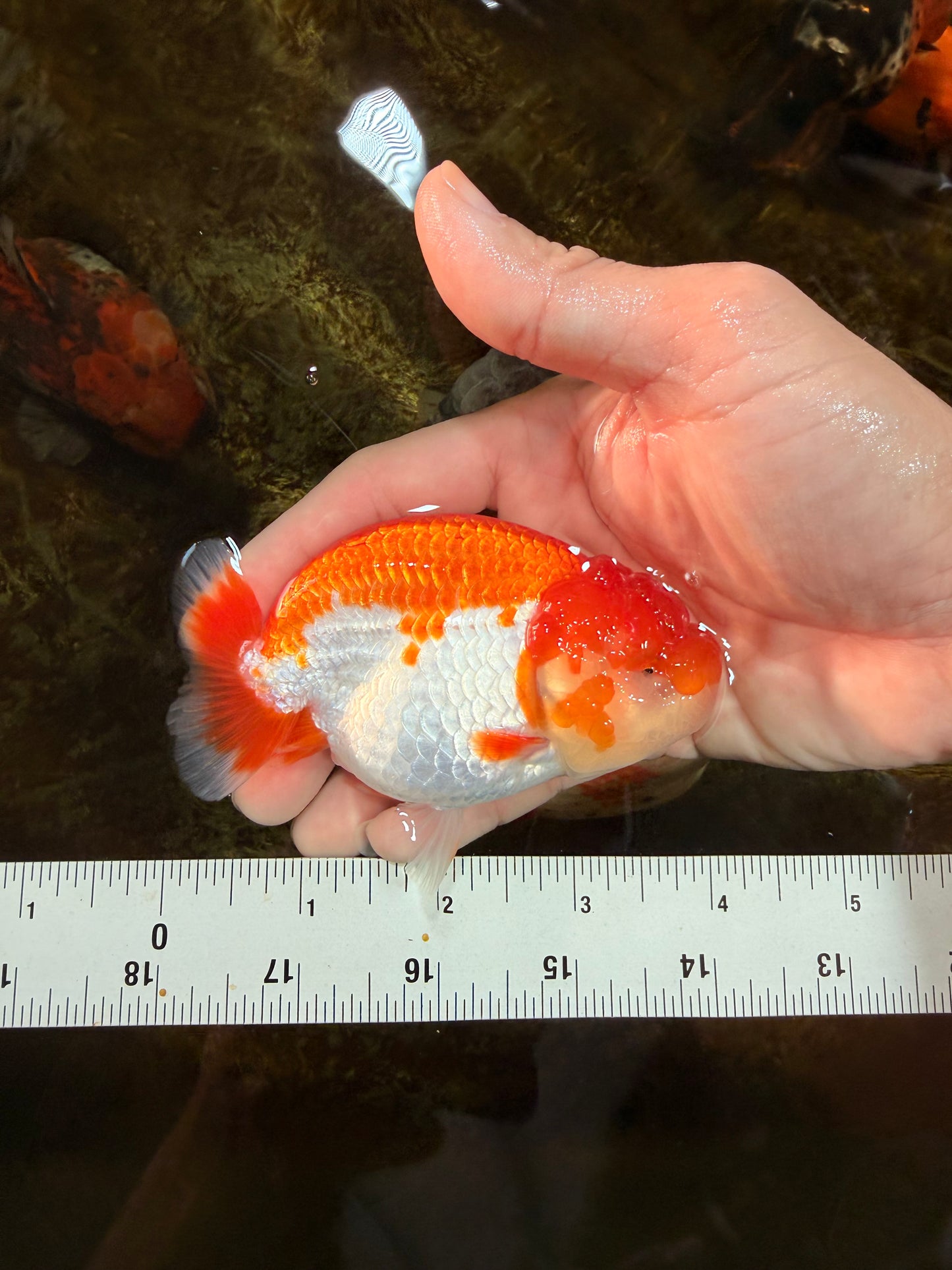 AAA Grade Red White LionQueen 4 inches #101725LC_10