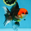 A Grade Tricolor Oranda Male 5.5 inches #081525OR_26