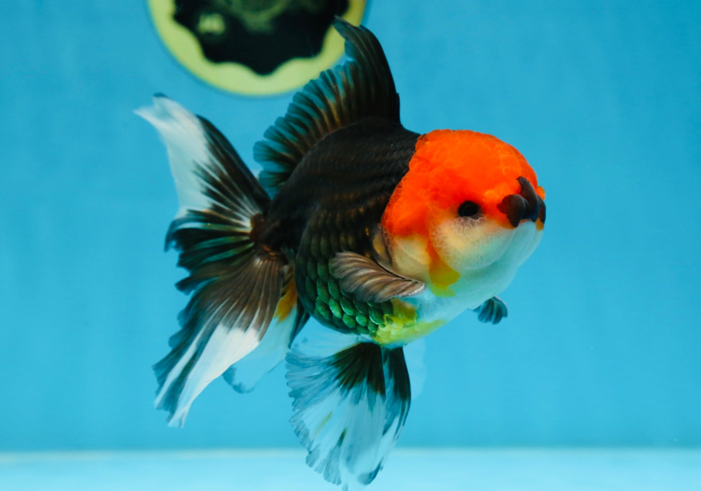 A Grade Tricolor Oranda Male 5.5 inches #081525OR_26