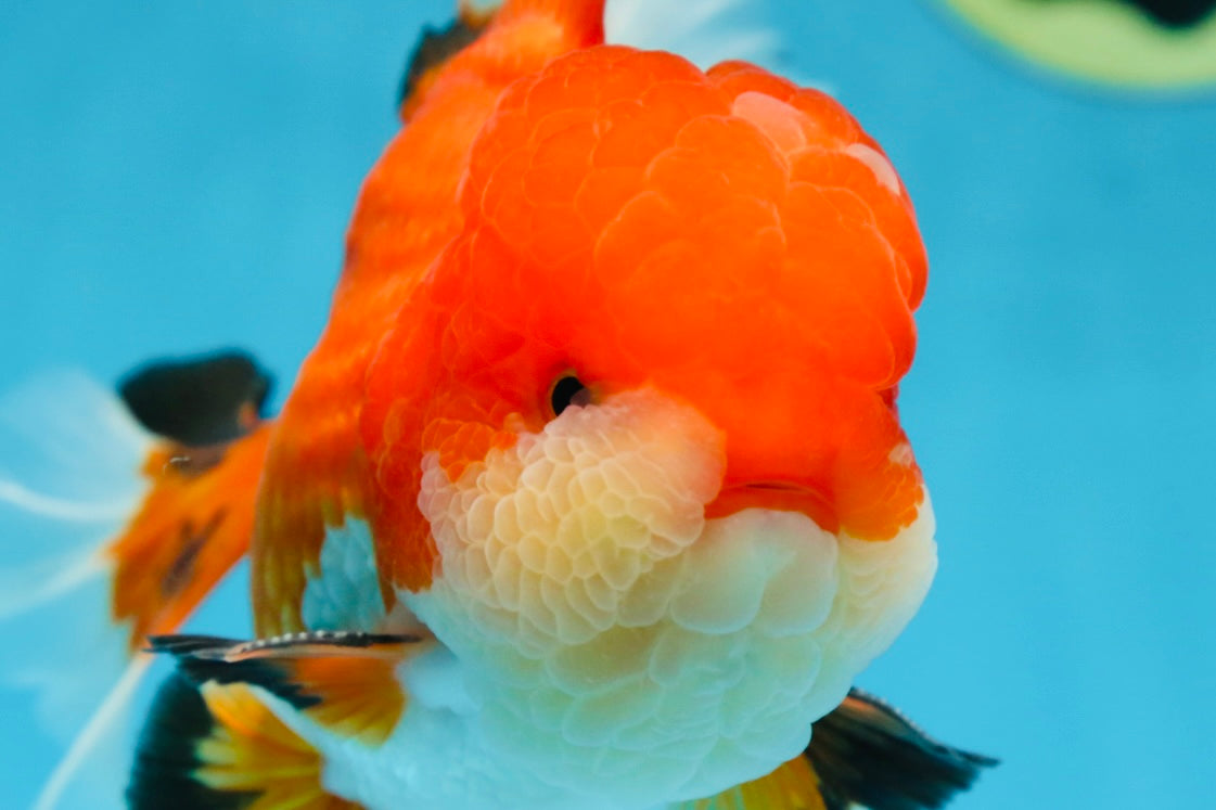 AAA Grade CHUBBY CHEEK Apache Oranda Male 5.5-6 inches #080825OR_19