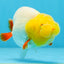 Sunny Lemonhead Lionchu Male 4-4.5 inches #072525LC_04