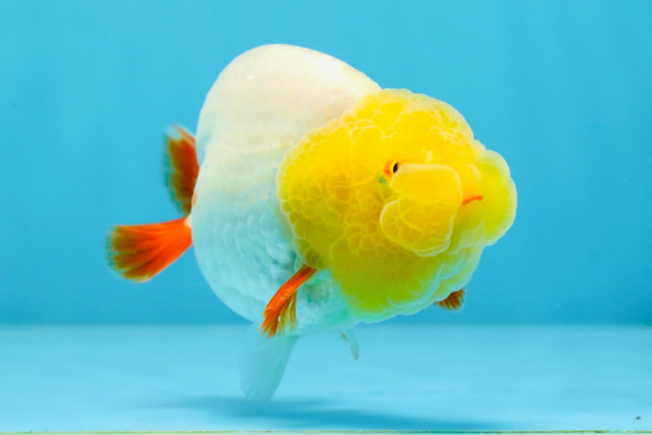 Sunny Lemonhead Lionchu Male 4-4.5 inches #072525LC_04