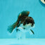 Panda Oranda Male 4 inches #110124OR_14