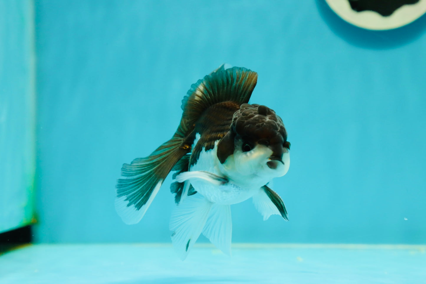 Panda Oranda Male 4 inches #110124OR_14