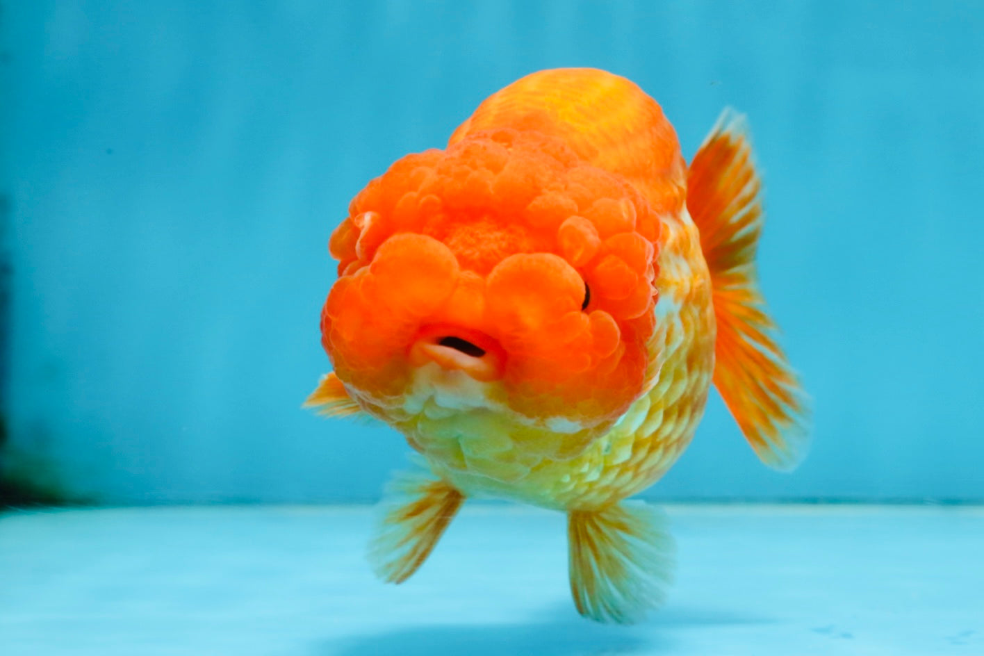 A Grade FLUFFY Red White LionQueen 5 inches #091925LC_24