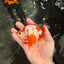 AAA Grade Red White Ryukin Male 4 inches #041726RK_05