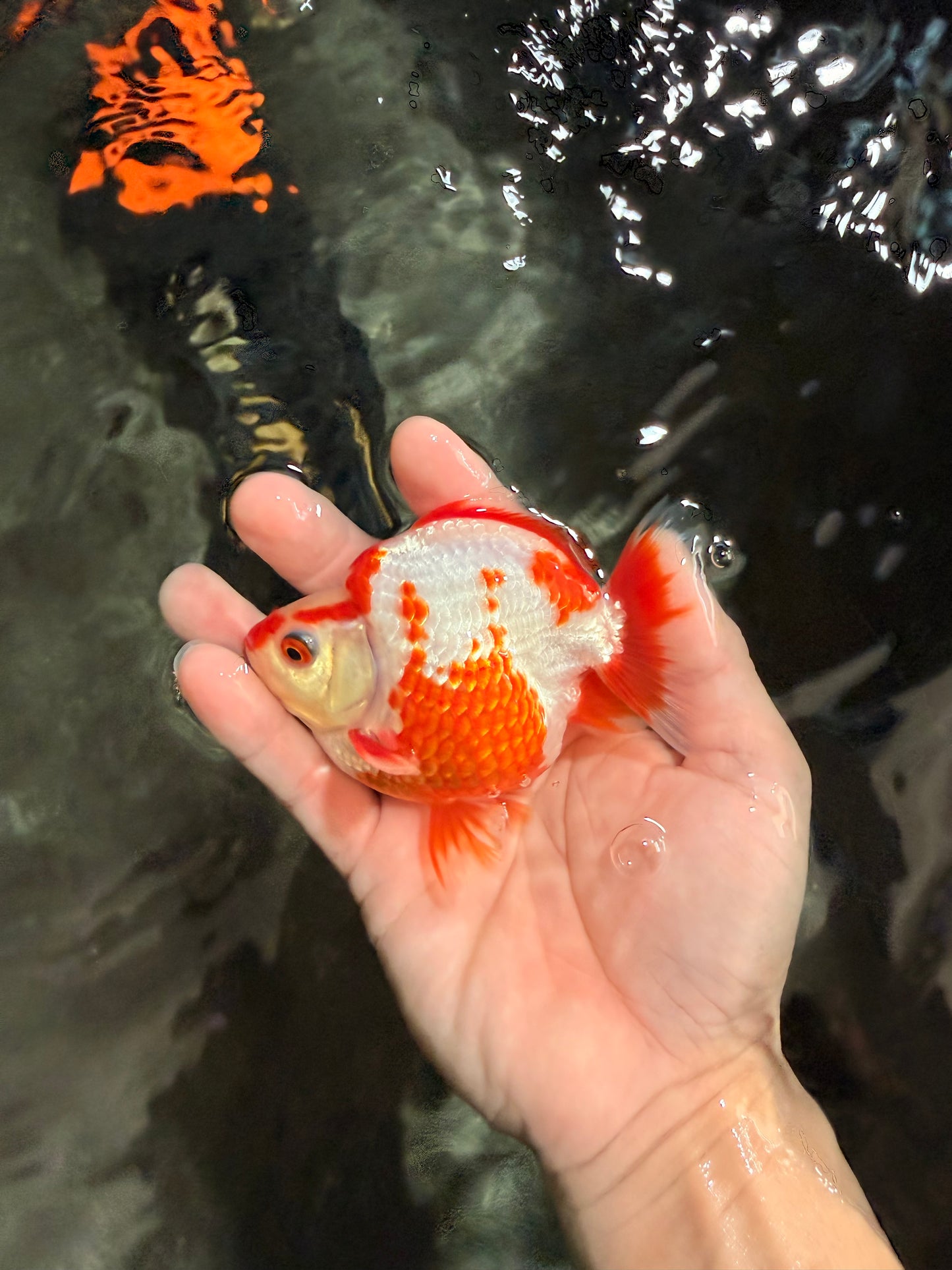 AAA Grade Red White Ryukin Male 4 inches #041726RK_05