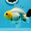 A Grade Lemonhead Button Eyes Yuanbao Male 4.5 inches #0913YB_25