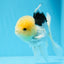 Panda Lemonhead Button Eyes Oranda Male 4.5-5 inches #0830OR_27