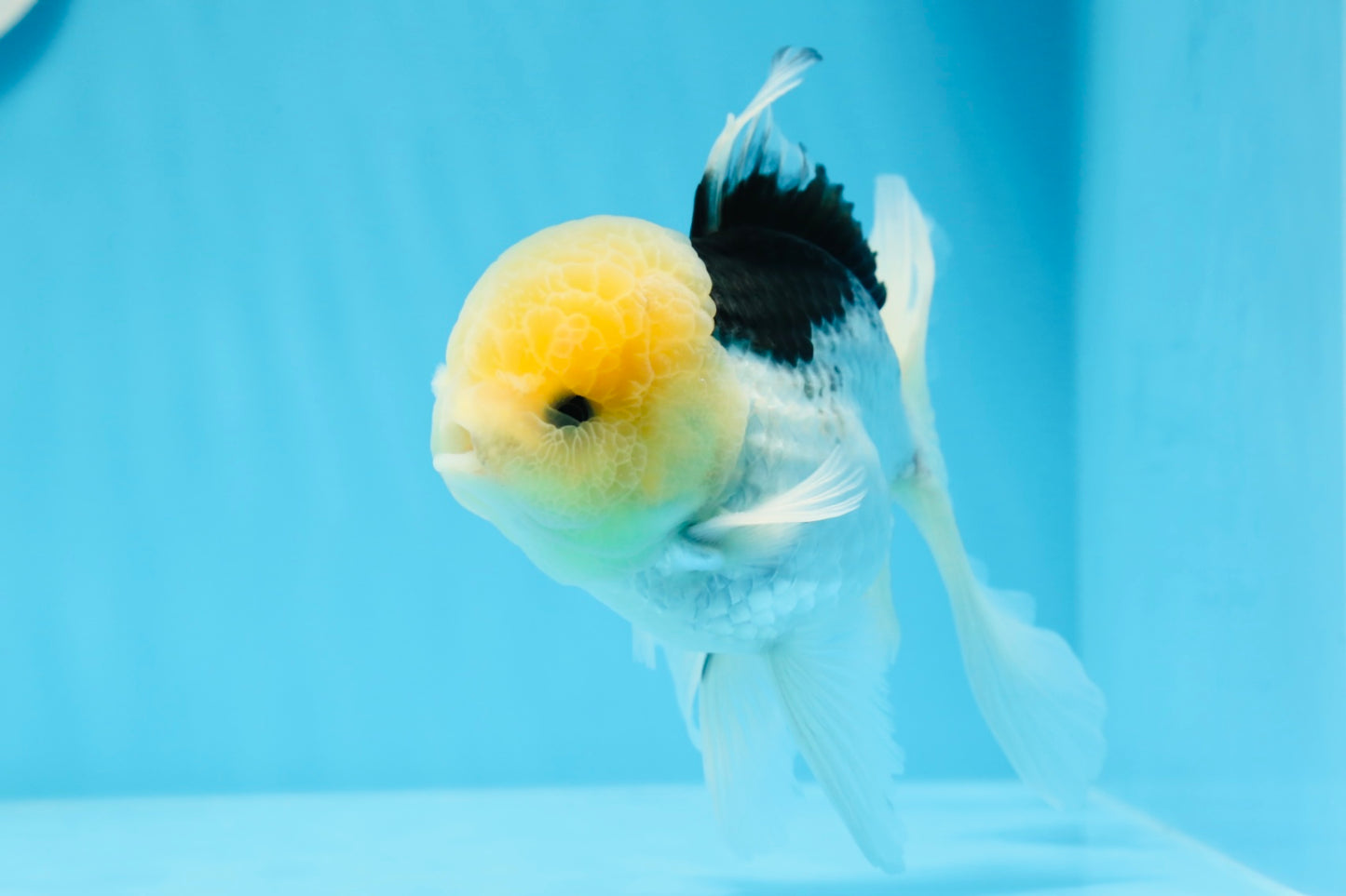 Panda Lemonhead Button Eyes Oranda Male 4.5-5 inches #0830OR_27