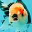 AAA Grade Pom-poms Tricolor Oranda Male 5.5 inches #102524OR_09