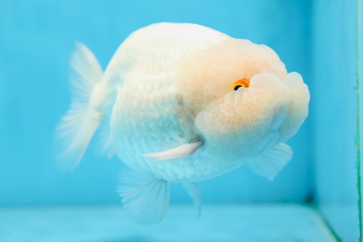 AAA Grade Snow White LionKing 5-5.5 inches #082925LC_18