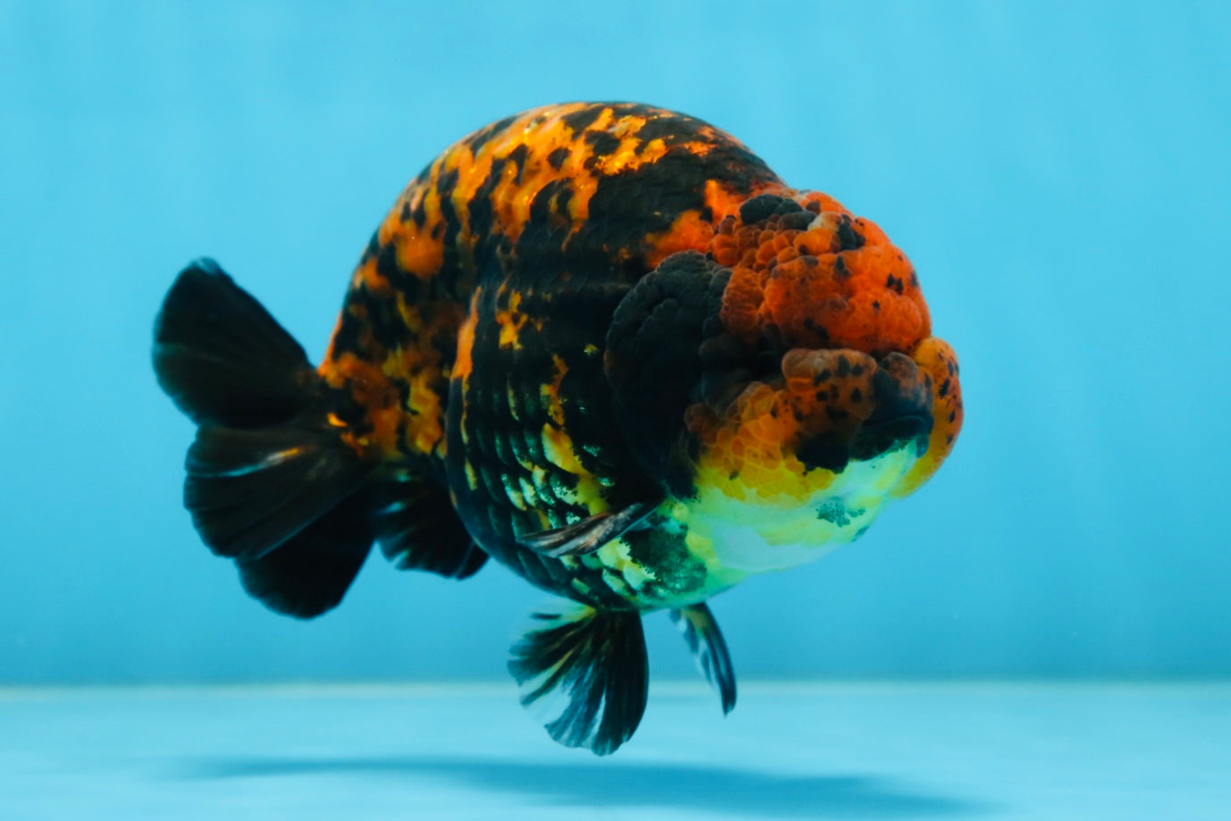 AAA Grade Tiger LionKing 5 inches #081525LC_02