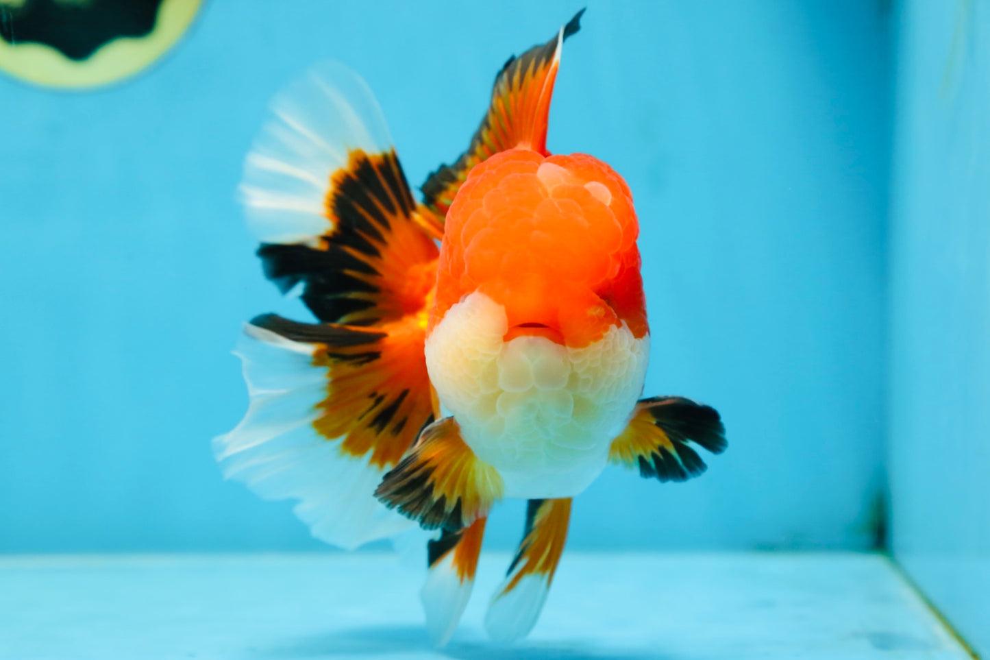 AAA Grade CHUBBY CHEEK Apache Oranda Male 5.5-6 inches #080825OR_19