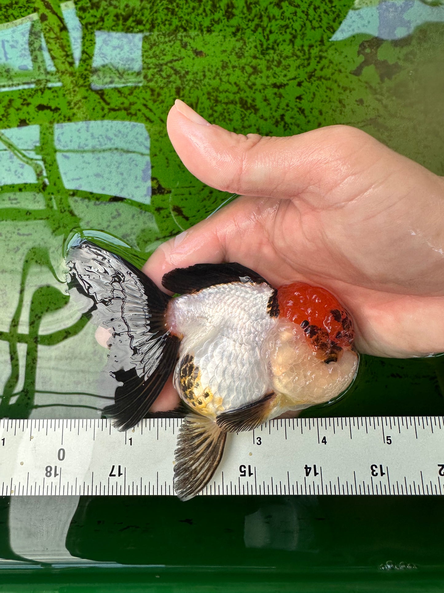 Tricolor Oranda Female 4.5 inches #0920OR_30