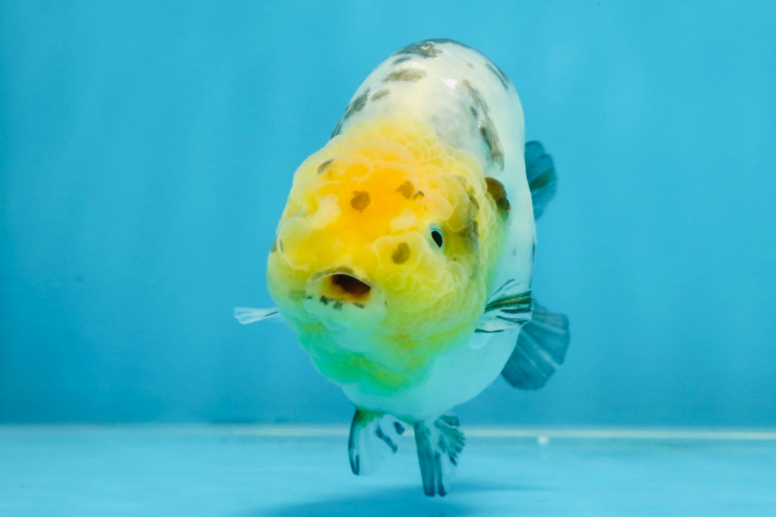 SPECIAL AAA Grade Chinese White Tiger Base Ranchu Female 4.5 inches #101725RC_20