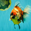 AAA Grade Jumbo Body Marble Sakura Oranda Male 6.5-7 inches #062626OR_02