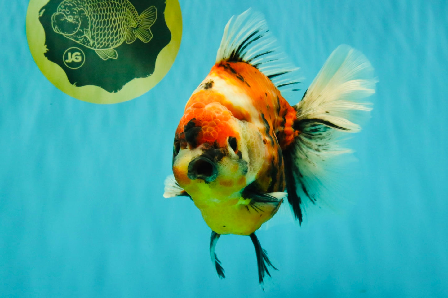 AAA Grade Jumbo Body Marble Sakura Oranda Male 6.5-7 inches #062626OR_02