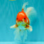 A Grade Red White Oranda Male 6.5 inches #090426OR_14