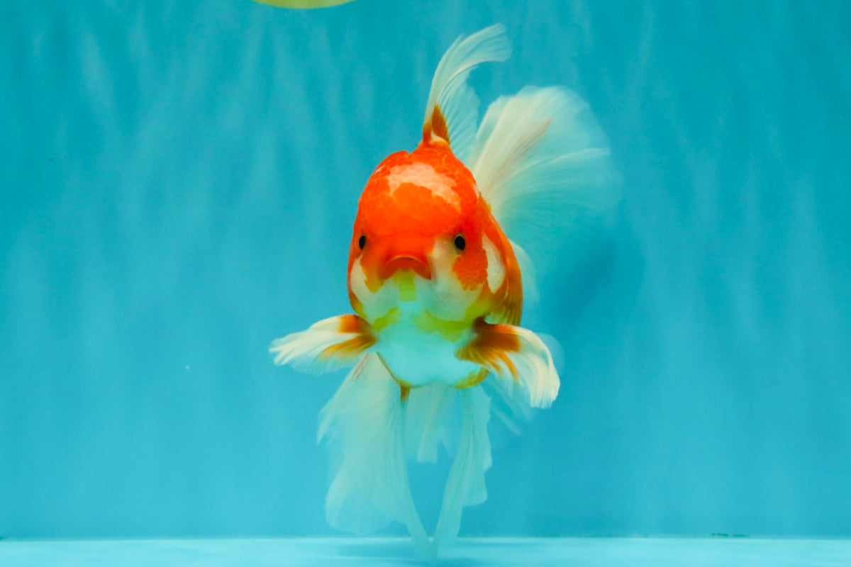 A Grade Red White Oranda Male 6.5 inches #090426OR_14