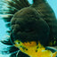 AAA Grade Long Fin Kirin Oranda Male 5.5-6 inches #062626OR_23