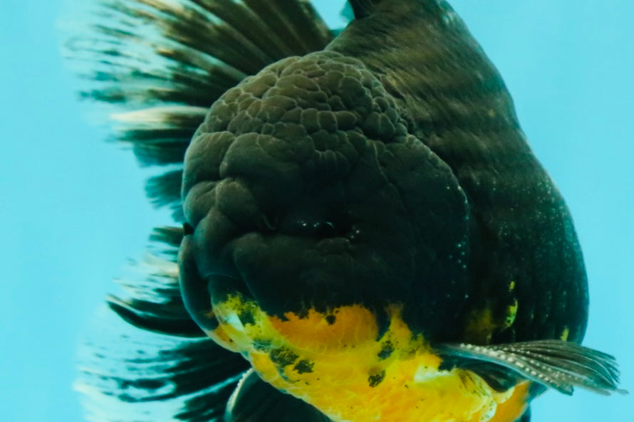 AAA Grade Long Fin Kirin Oranda Male 5.5-6 inches #062626OR_23