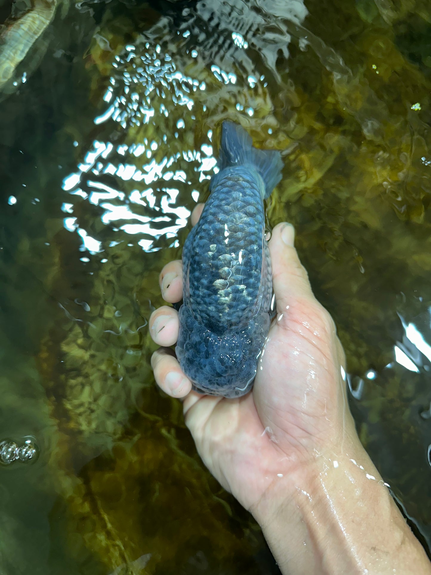 A Grade CHONKY Blue LionKing 5-5.5 inches #082925LC_17