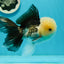 AAA Grade Lemonhead Panda Button Eyes Oranda Male 5.5-6 inches #1011OR_02