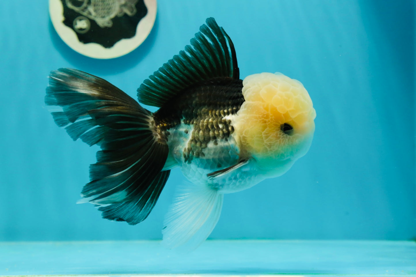 AAA Grade Lemonhead Panda Button Eyes Oranda Male 5.5-6 inches #1011OR_02