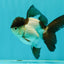 Panda Oranda Male 3.5 inches #102524OR_21