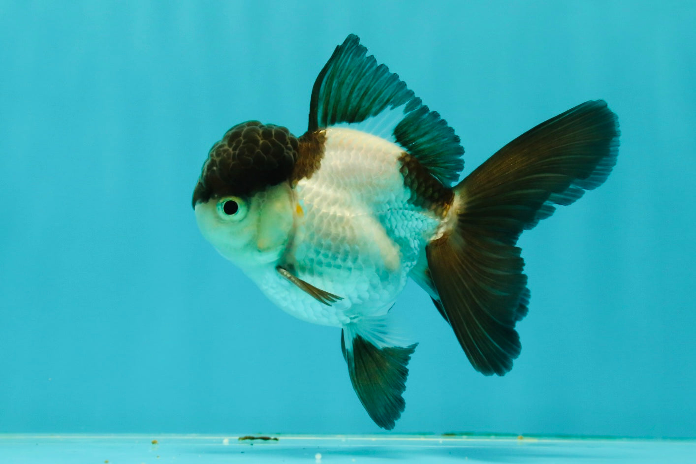 Panda Oranda Male 3.5 inches #102524OR_21