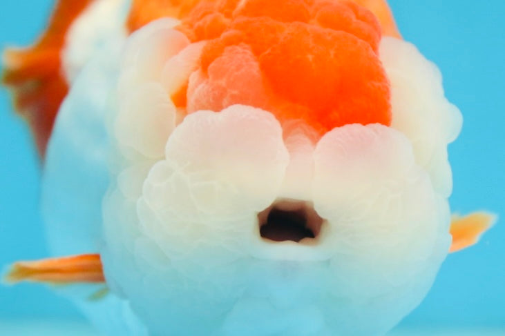 A Grade Red White LionKing 5.5 inches #091225LC_06