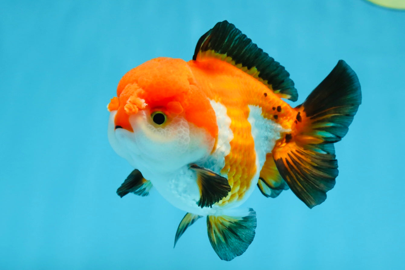 SUPER CUTE Tricolor Yuanbao Male 4.5 inches #071125YB_18