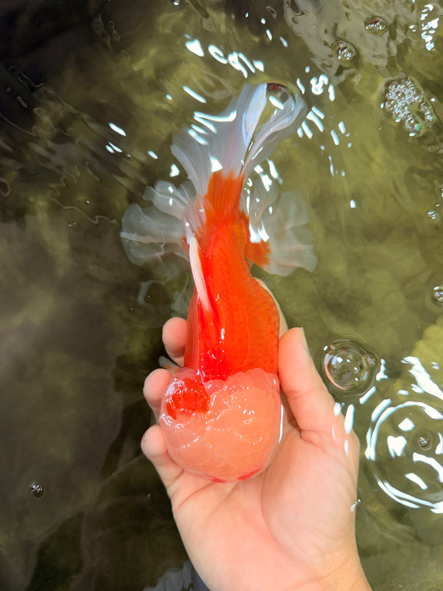 FLUFFY AAA Grade Red White Oranda Male 7.5 inches #080726OR_03