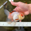 A Grade Tricolor Oranda Female 5 inches #050225OR_01