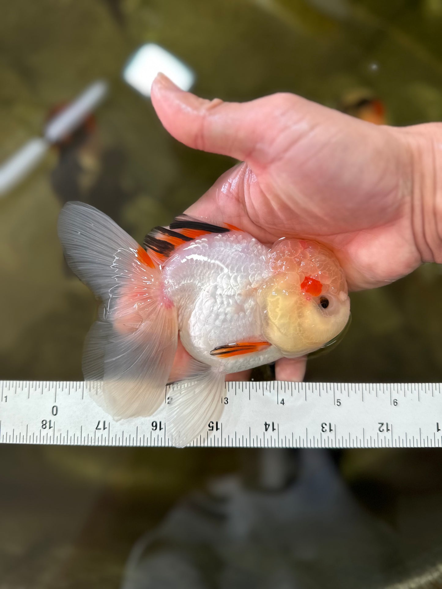 A Grade Tricolor Oranda Female 5 inches #050225OR_01