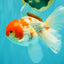 A Grade Kohaku Red White Oranda Male 5.5-6 inches #082126OR_02