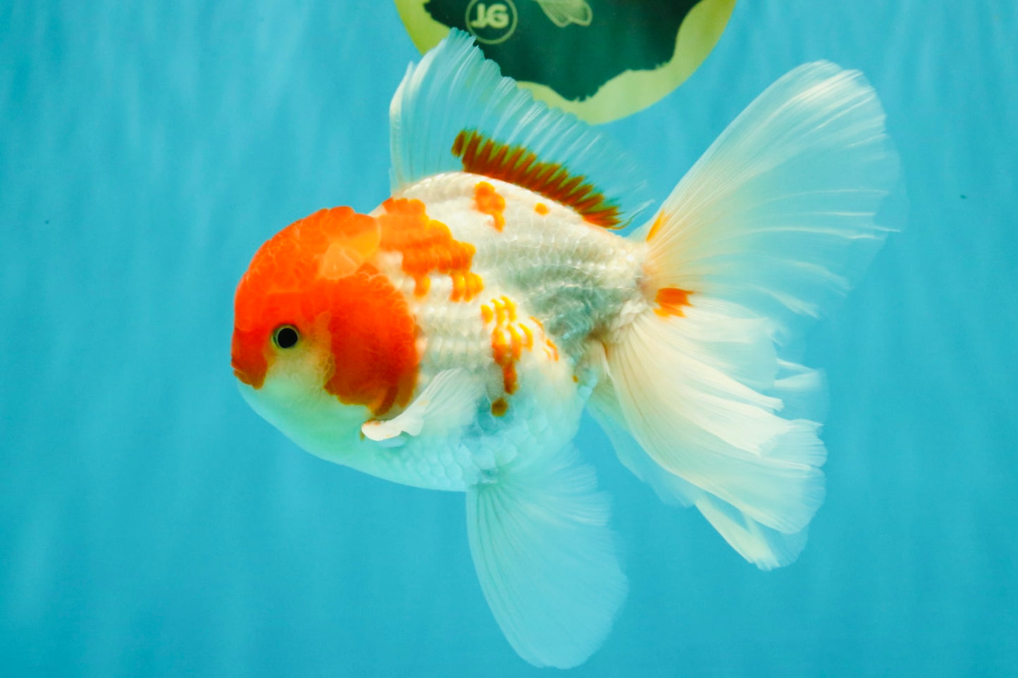 A Grade Kohaku Red White Oranda Male 5.5-6 inches #082126OR_02