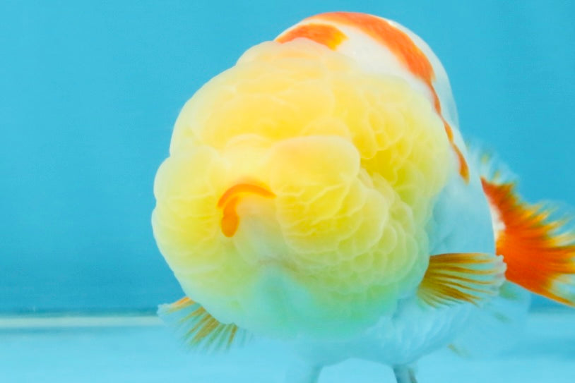 BULLDOG FACE A Grade Red White Kohaku LionQueen 4 inches #120525LC_09