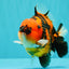 CHARLIE AAA Grade Tiger Yuanbao Male 5 inches #100226YB_03