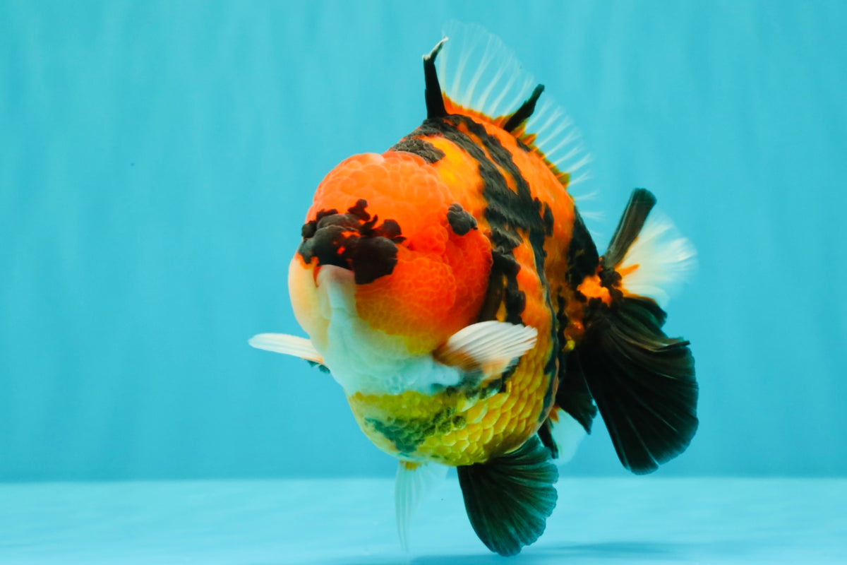 CHARLIE AAA Grade Tiger Yuanbao Male 5 inches #100226YB_03