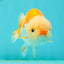 Kohaku Orange White Lionchu Male 4.5-5 inches #1018LC_9