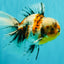 Calico Oranda Male 6.5 inches #072426OR_22