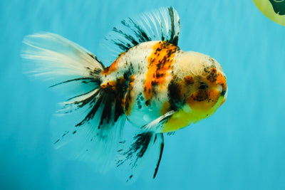 Calico Oranda Male 6.5 inches #072426OR_22