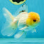 A Grade White Buttoned Eyes Oranda Male 4.5-5 inches #042525OR_09